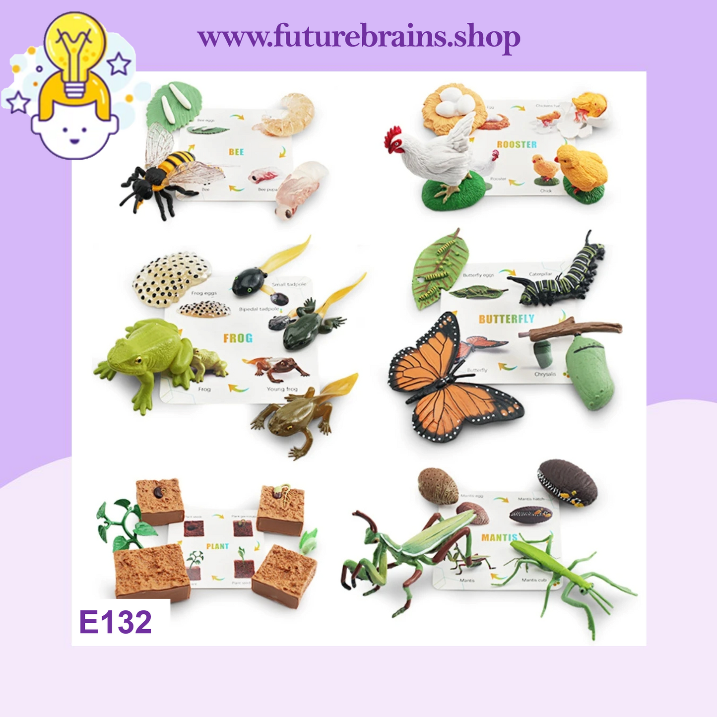 E132 - Animal cycle