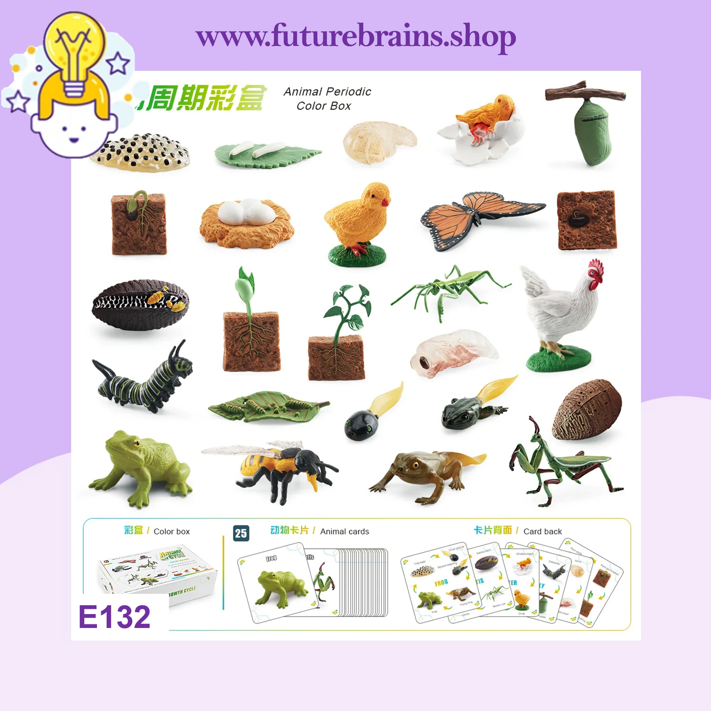 E132 - Animal cycle