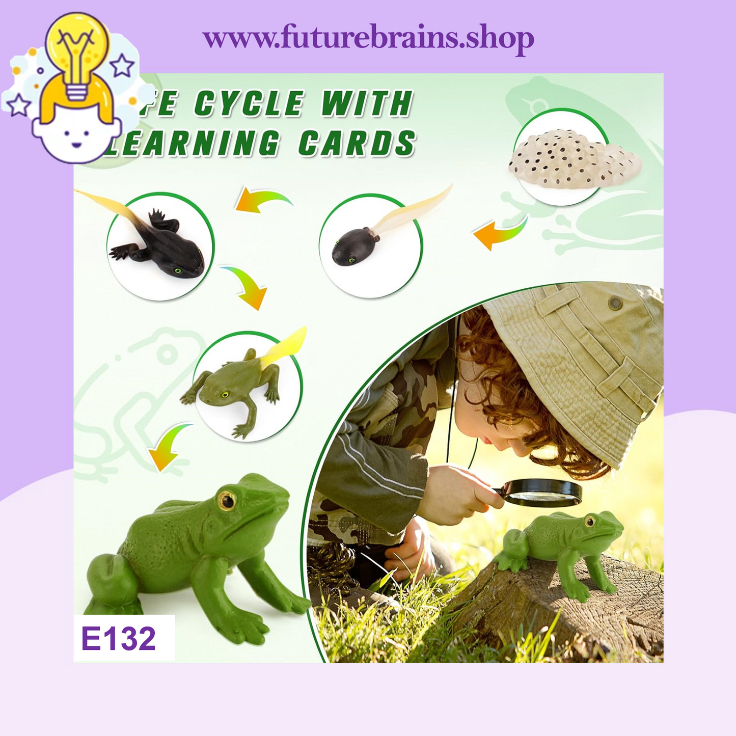E132 - Animal cycle