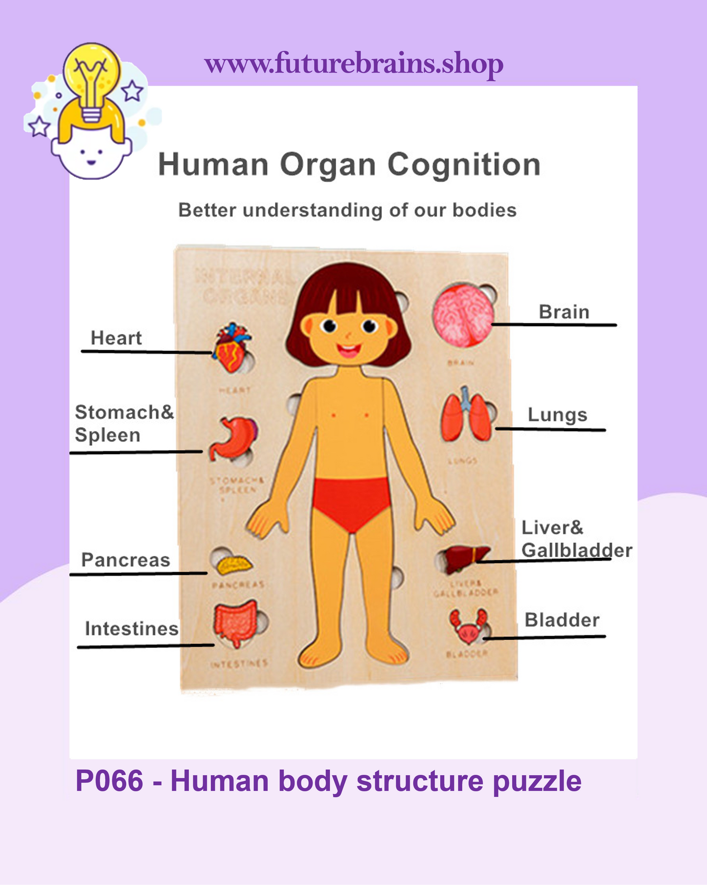 P066 - Human body structure puzzle