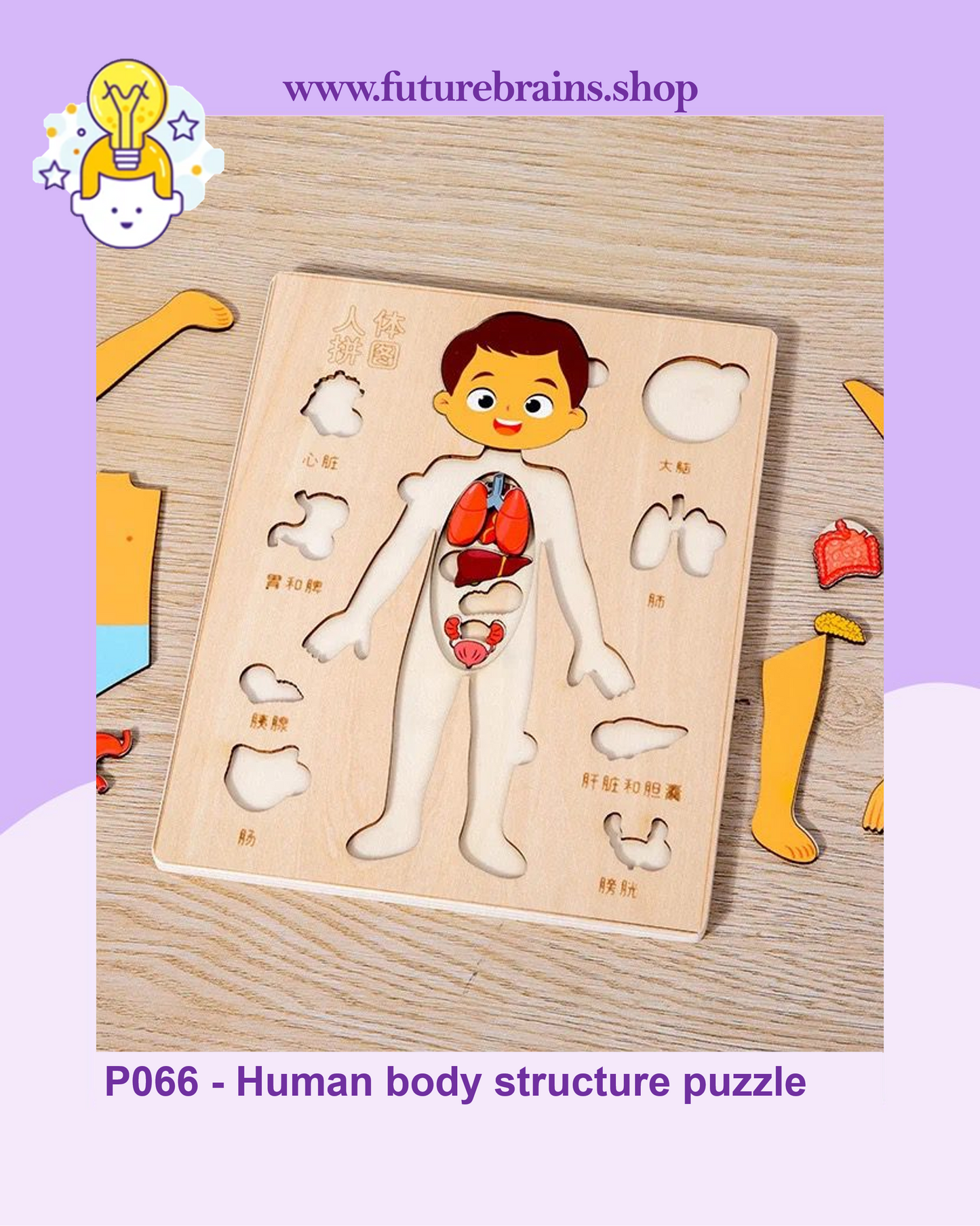 P066 - Human body structure puzzle