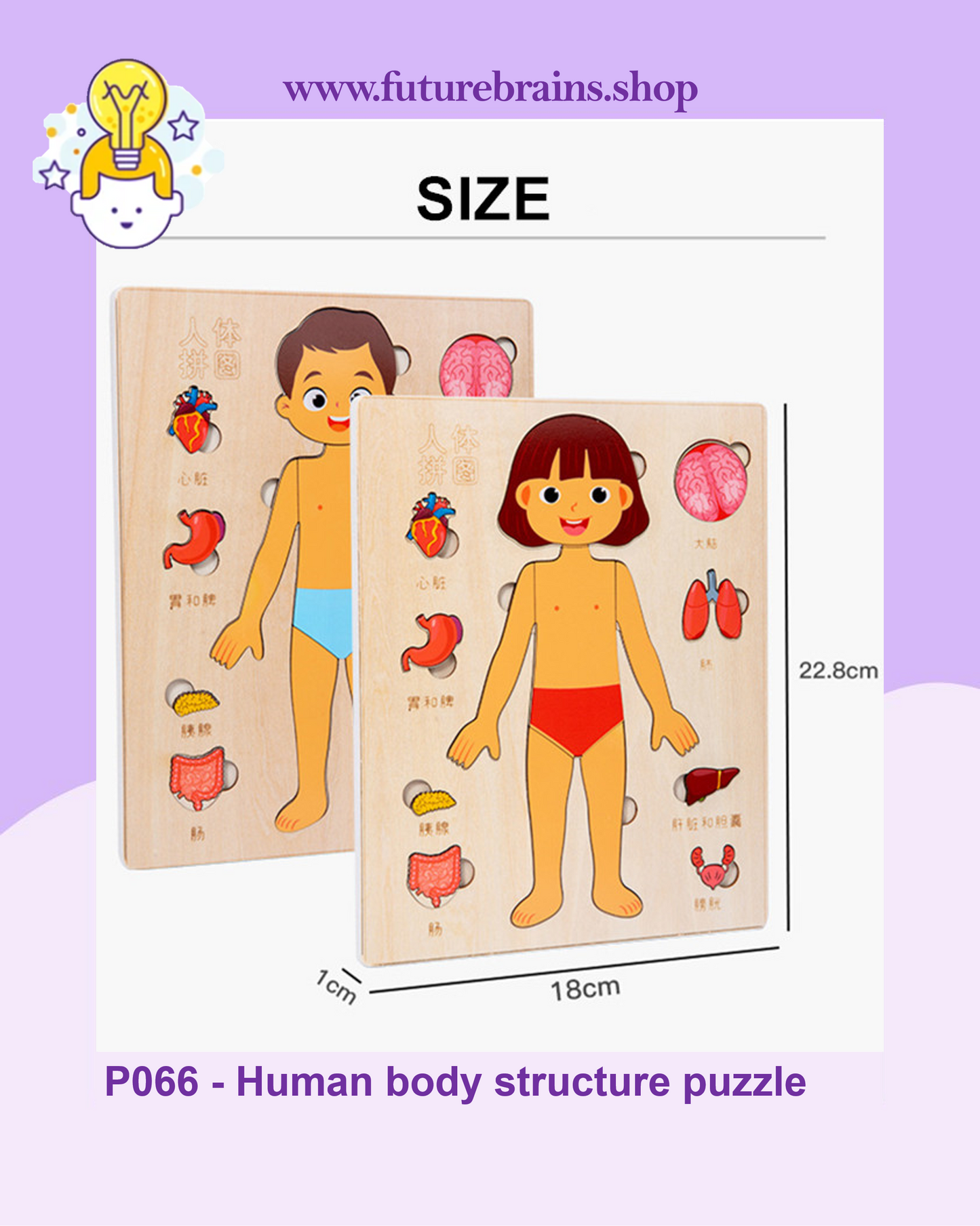 P066 - Human body structure puzzle