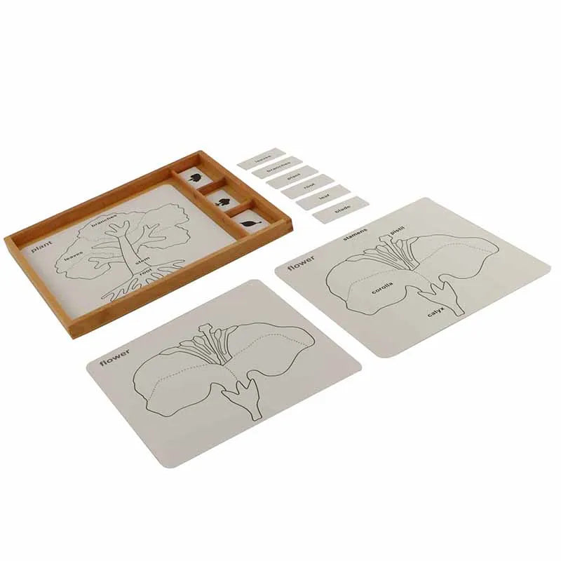 Mo152 - Botany puzzle activity set