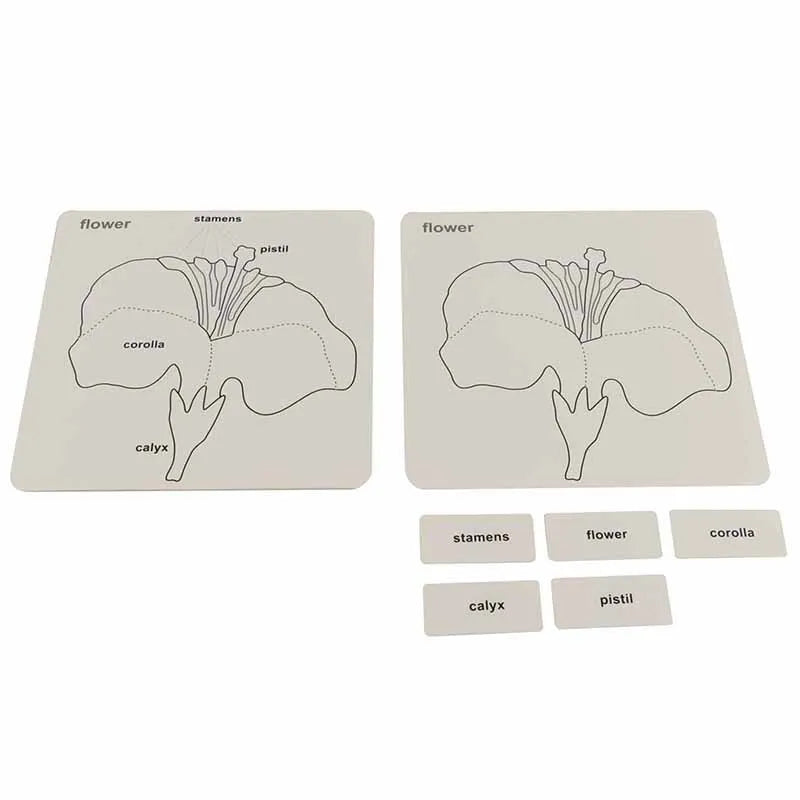 Mo152 - Botany puzzle activity set