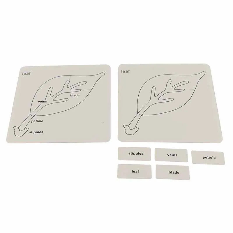 Mo152 - Botany puzzle activity set