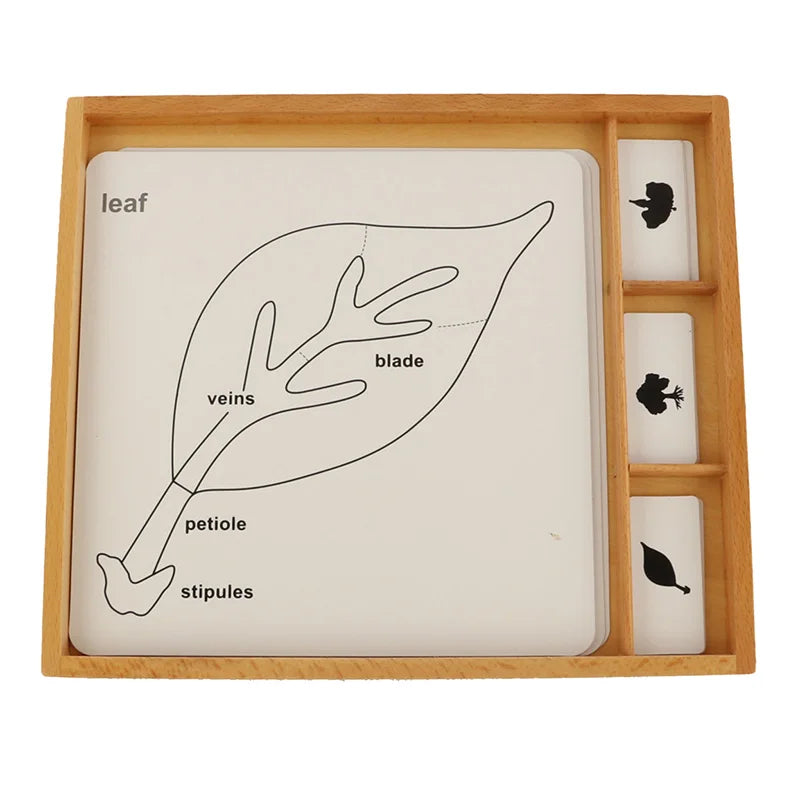 Mo152 - Botany puzzle activity set