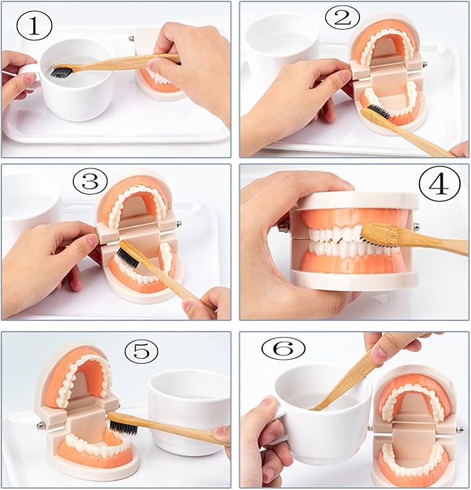 Mo130 - Montessori Brushing Teeth Model
