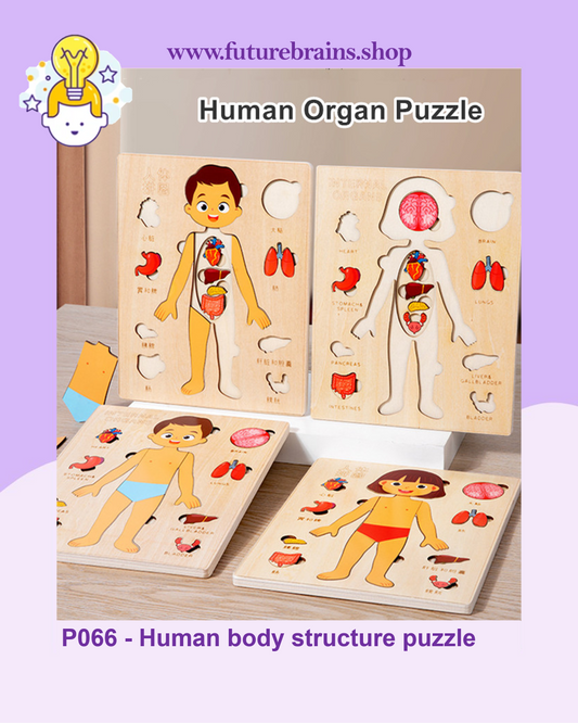 P066 - Human body structure puzzle