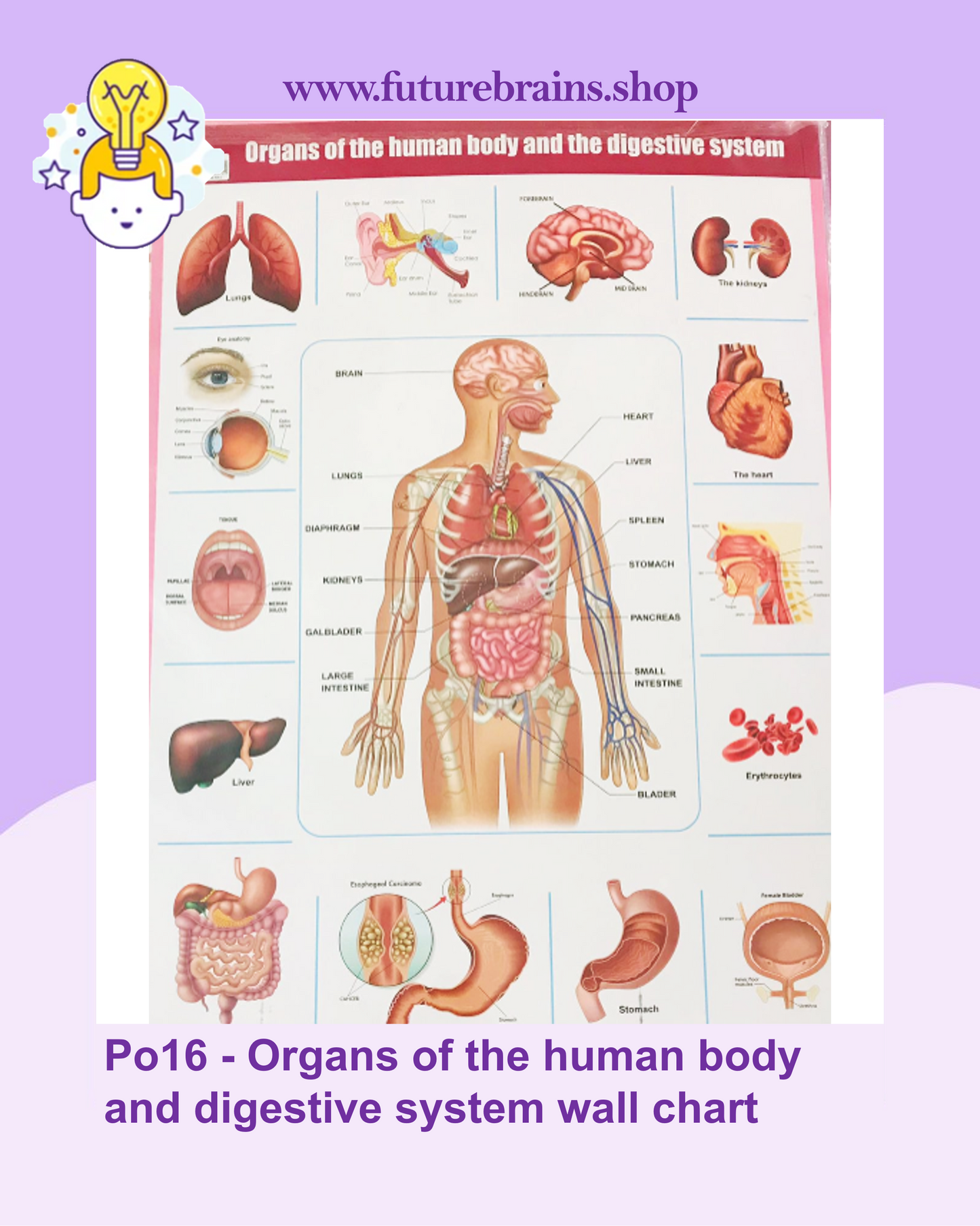 Po16 - Organs of the human body and digestive system wall chart