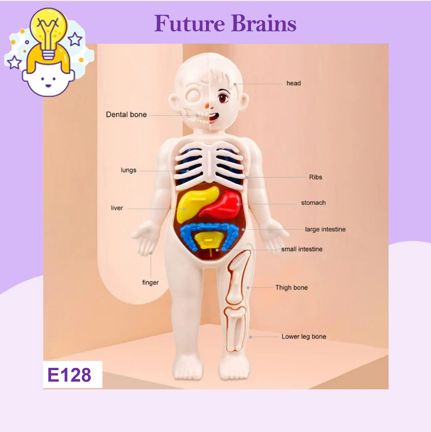 E128 - Human body model