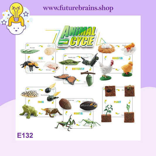 E132 - Animal cycle