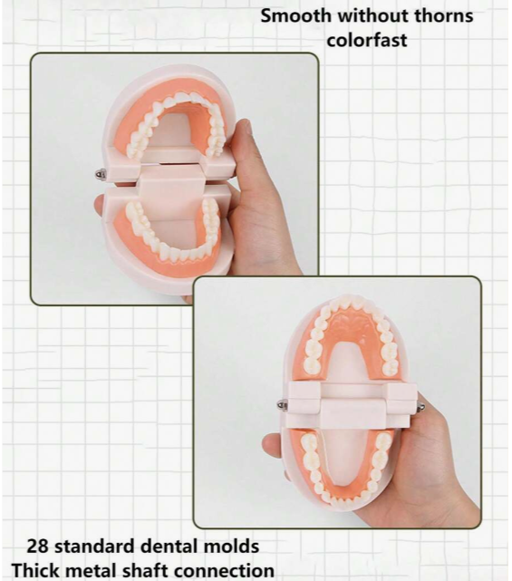Mo130 - Montessori Brushing Teeth Model