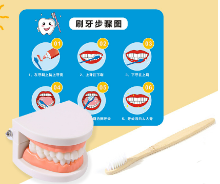 Mo130 - Montessori Brushing Teeth Model