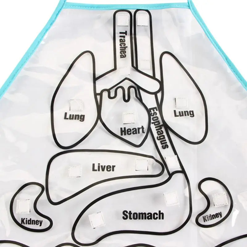 E133 - 3D Human Body Organs Apron