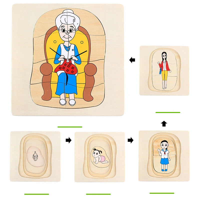 Mo094 - Montessori Life cycle layers puzzle