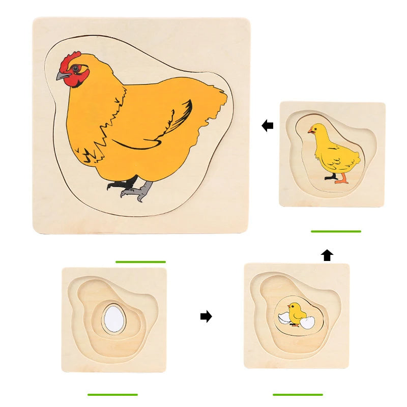 Mo094 - Montessori Life cycle layers puzzle