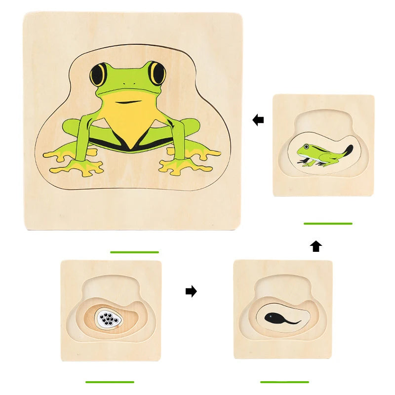 Mo094 - Montessori Life cycle layers puzzle