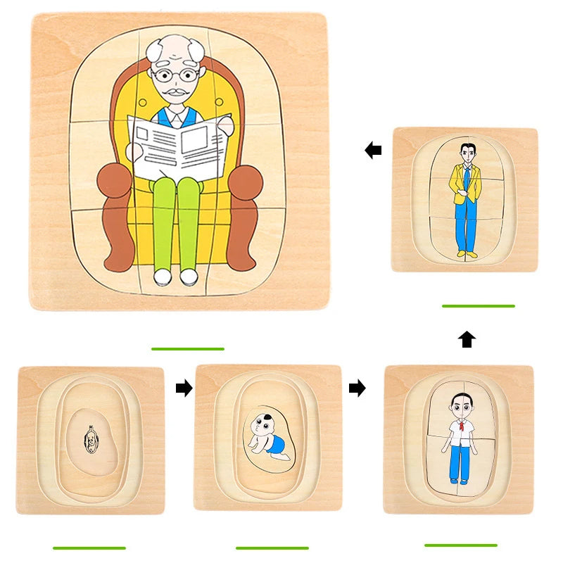 Mo094 - Montessori Life cycle layers puzzle